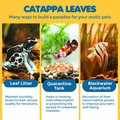 SunGrow feuilles Catappa mini, amélioration de l’habitat naturel dans l’aquarium.