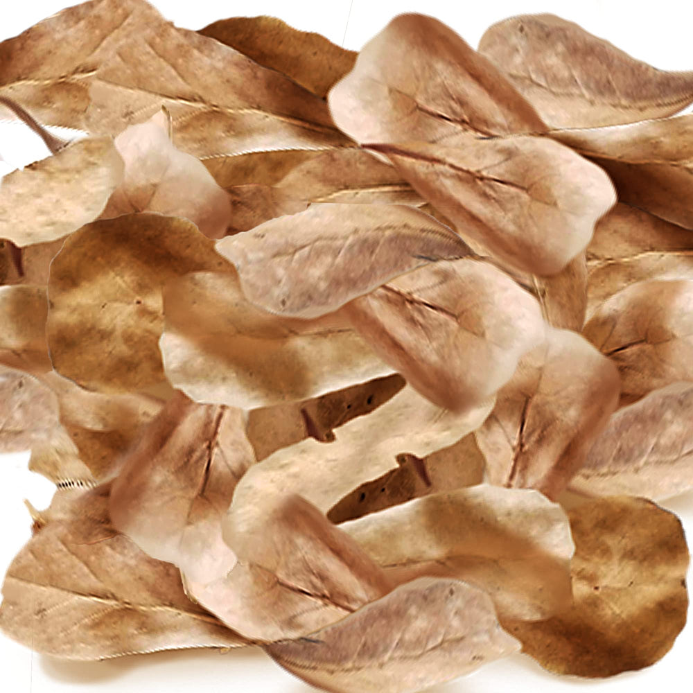SunGrow feuilles Catappa mini, teinte couleur thé douce dans l’eau.