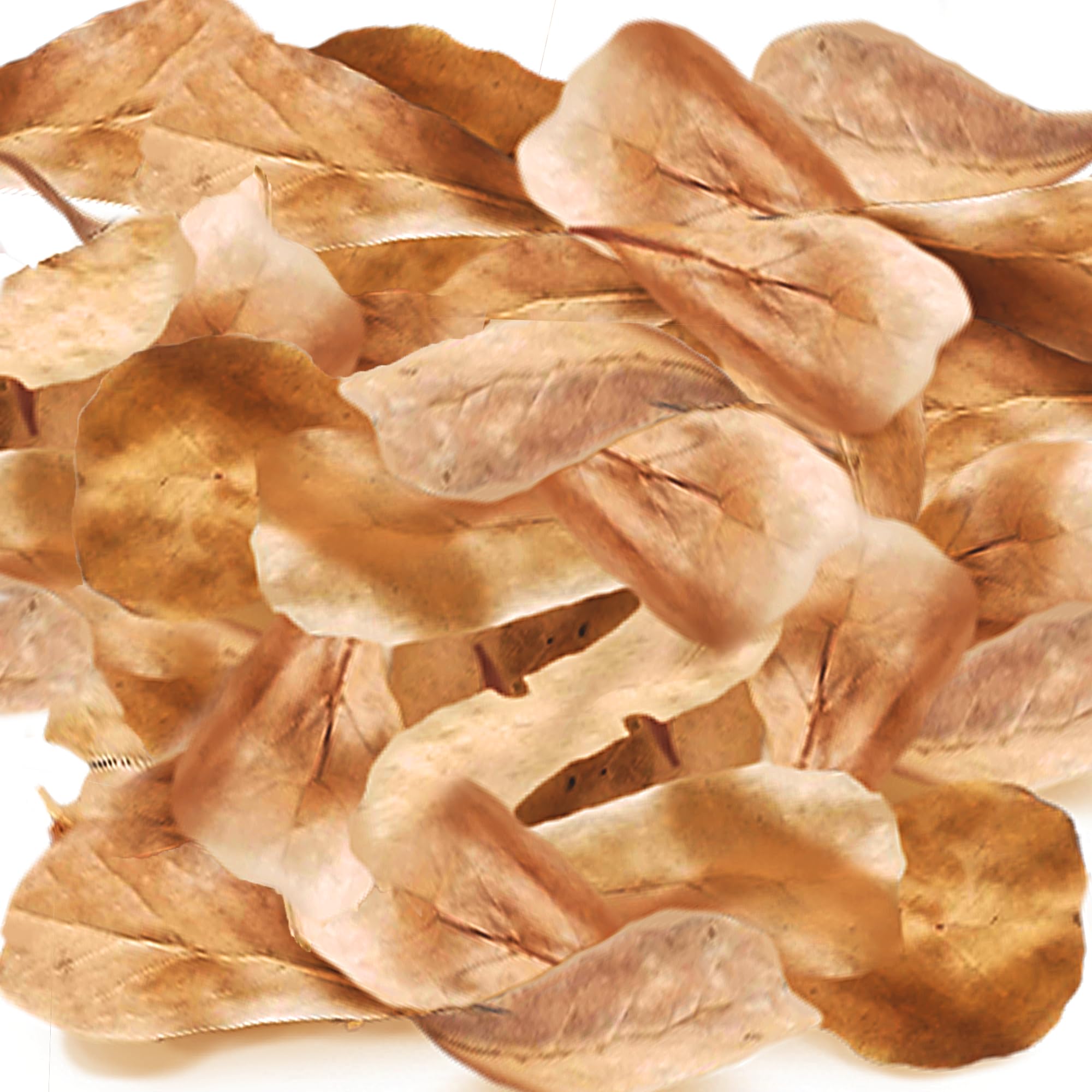 SunGrow feuilles mini Catappa idéales pour l’habitat des isopodes et humidité