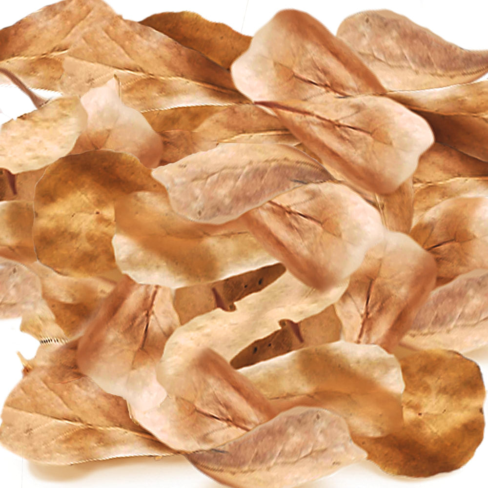 SunGrow feuilles mini Catappa idéales pour l’habitat des isopodes et humidité