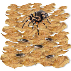SunGrow mini Catappa : refuge sûr pour araignées et cachette naturelle