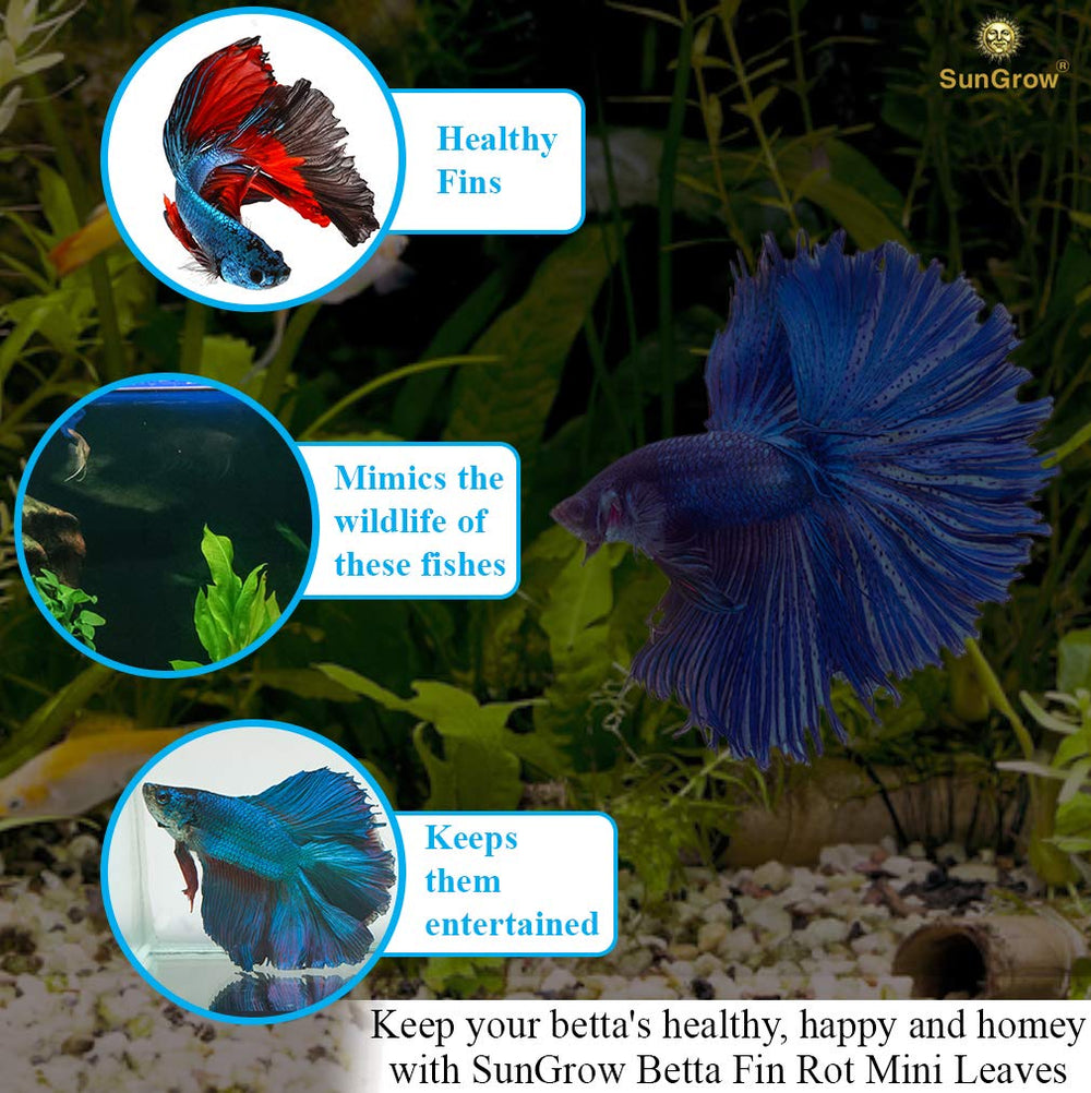 SunGrow Habitat Betta eau sombre et ambiance naturelle.