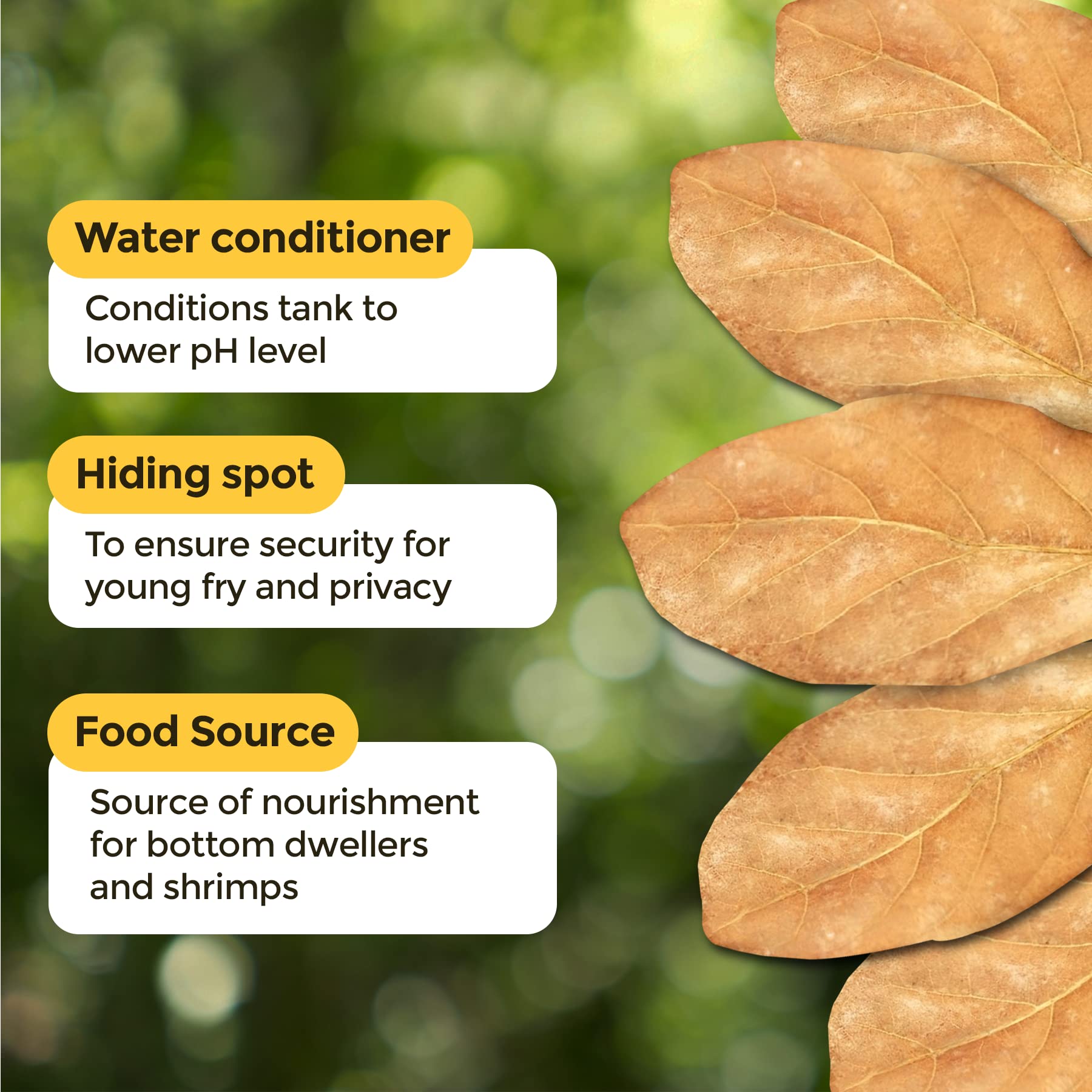SunGrow feuilles Catappa, habitat naturel pour crevettes et écosystème équilibré.