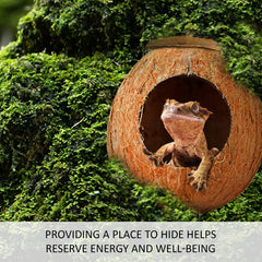 SunGrow Habitat terrarium décor tropical, ambiance naturelle et esthétique.