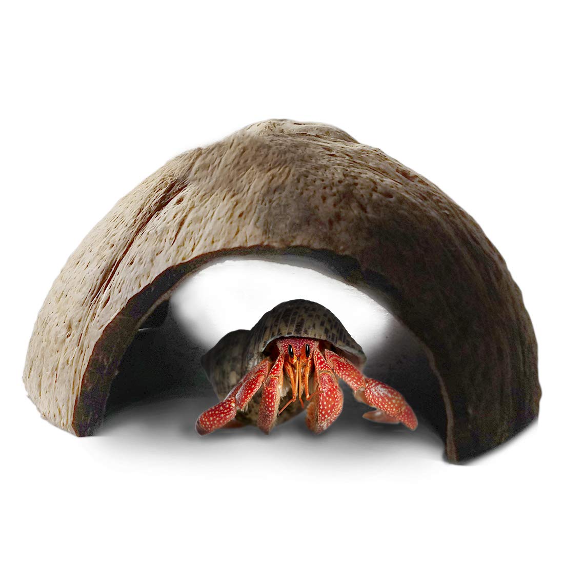 SunGrow hutte coco pour crabe hermite, refuge ludique et sécurisé