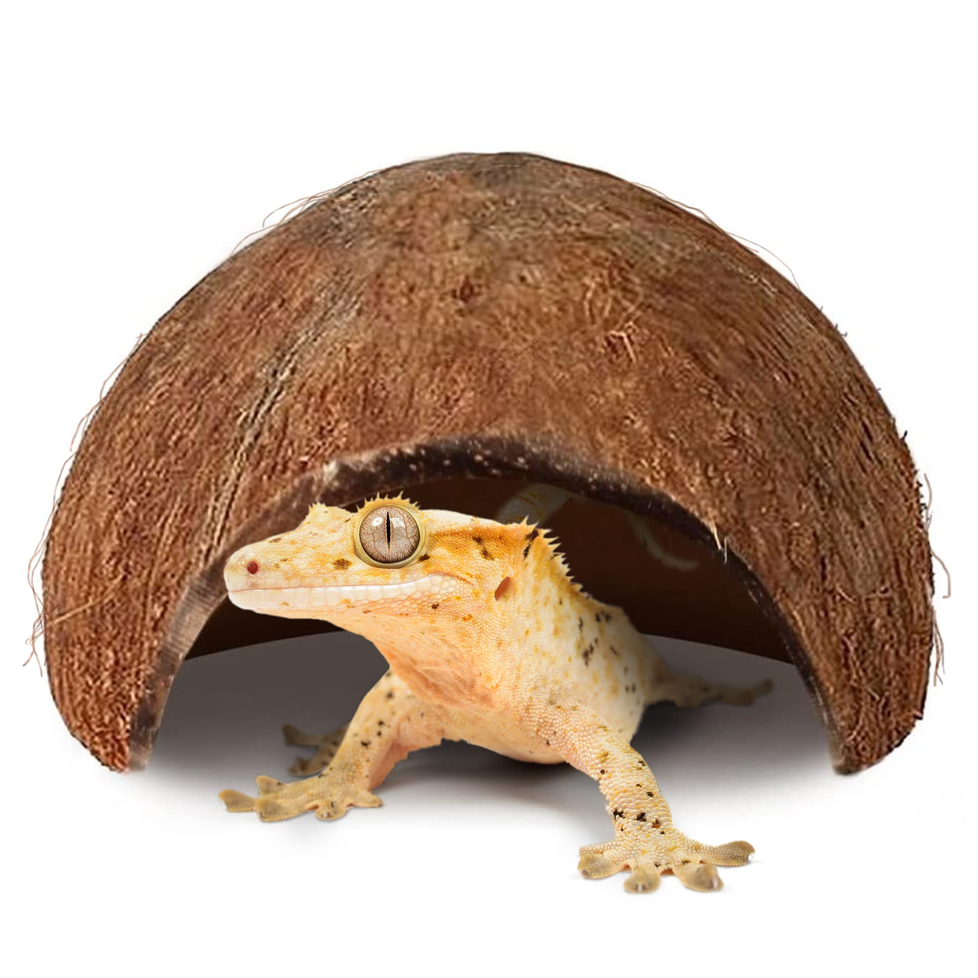 SunGrow hutte coco pour gecko à crête, perchoir naturel offrant stimulation et repos.