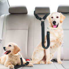 SunGrow laisse et harnais pour voiture prêts pour trajets et promenades