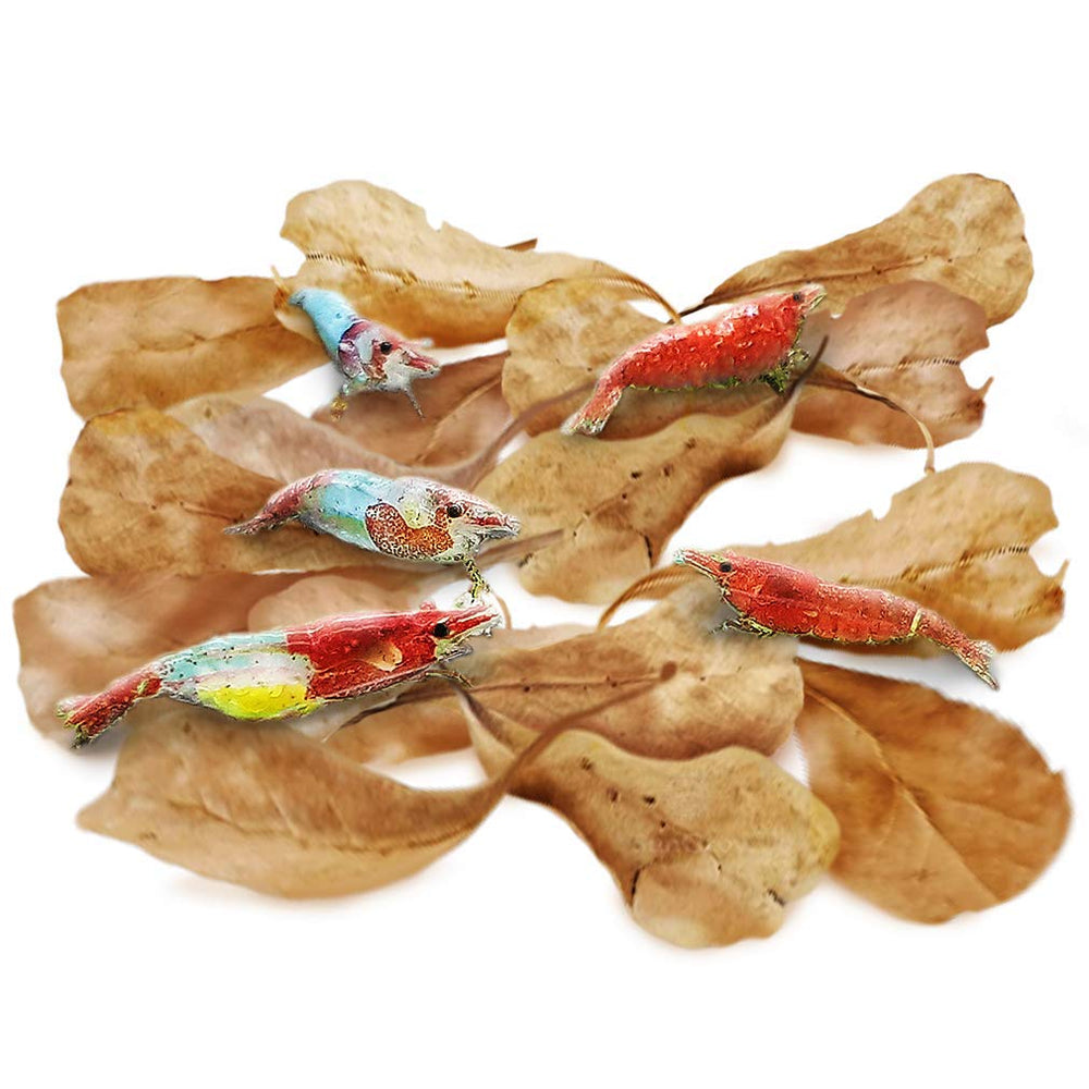 SunGrow Mini Catappa feuilles pour crevettes, ambiance naturelle et réduction du stress possible.