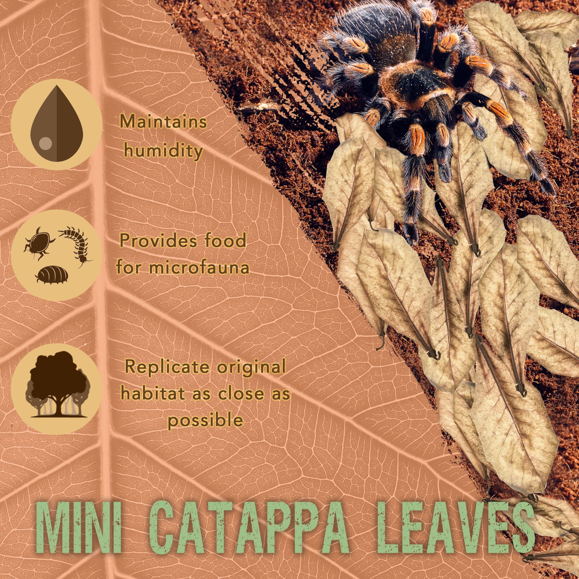 SunGrow mini Catappa – maintien de l’humidité pour isopodes.