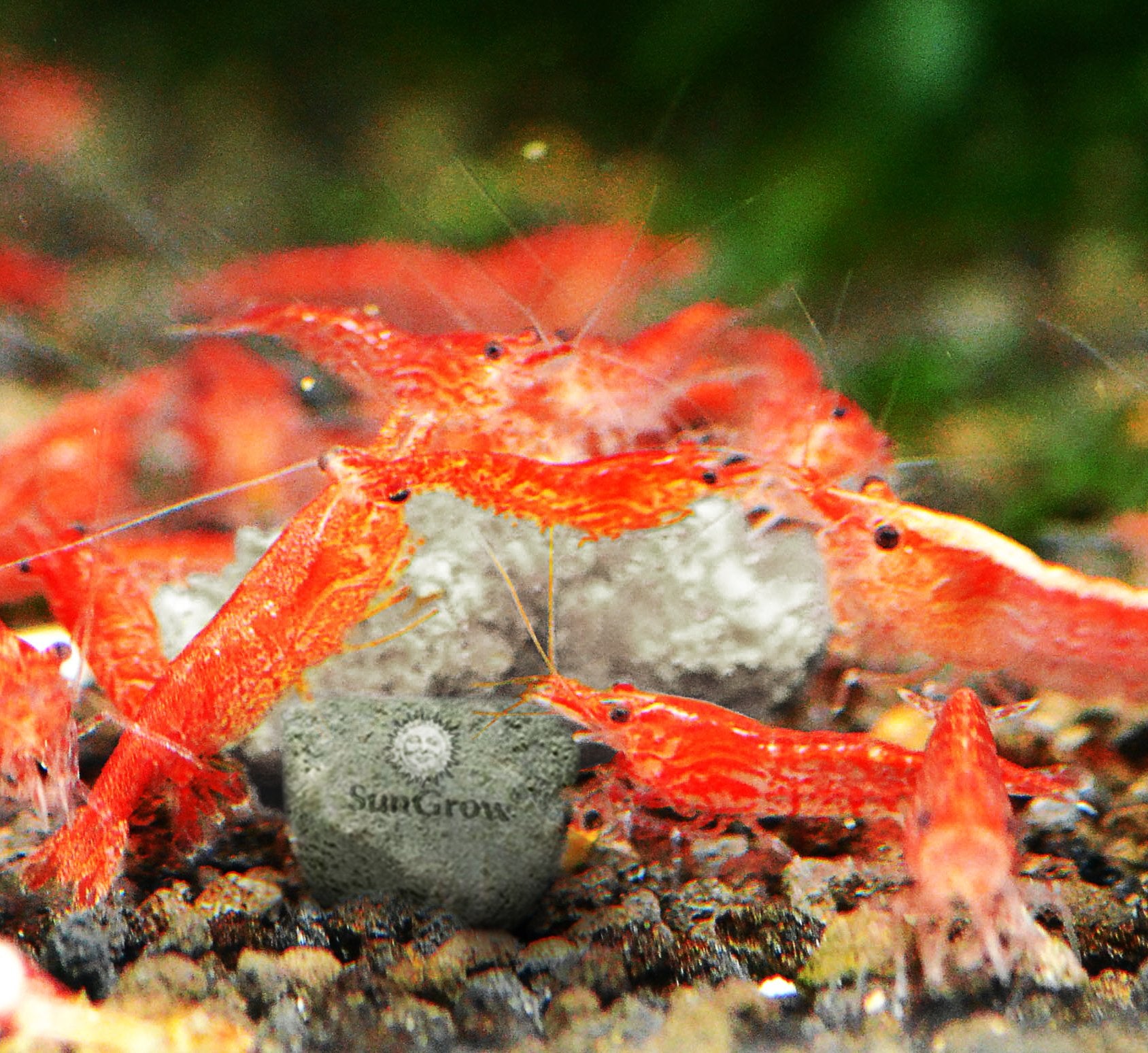 Pack SunGrow de pierres adaptée aux nano-tanks.
