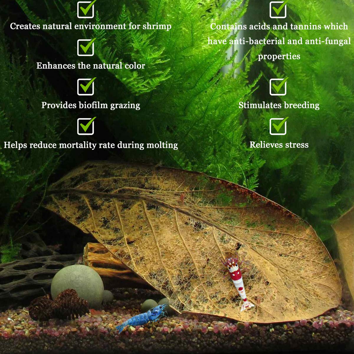 SunGrow préparation des feuilles Catappa avec rinçage recommandé avant utilisation.