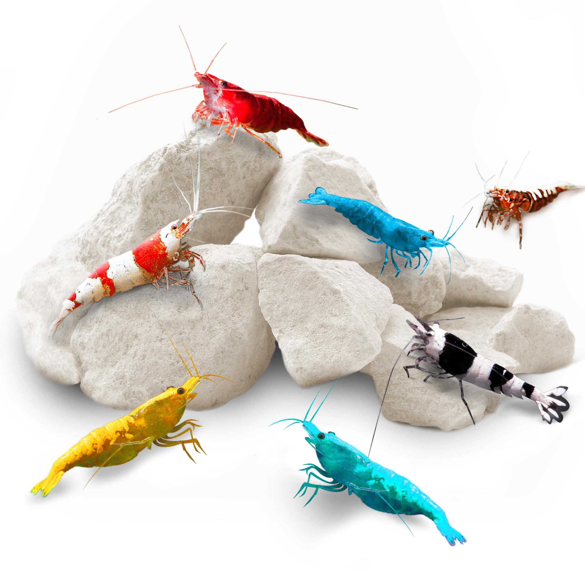 SunGrow roches calcium pour crevettes dans le bassin, stimulant couleur et croissance.
