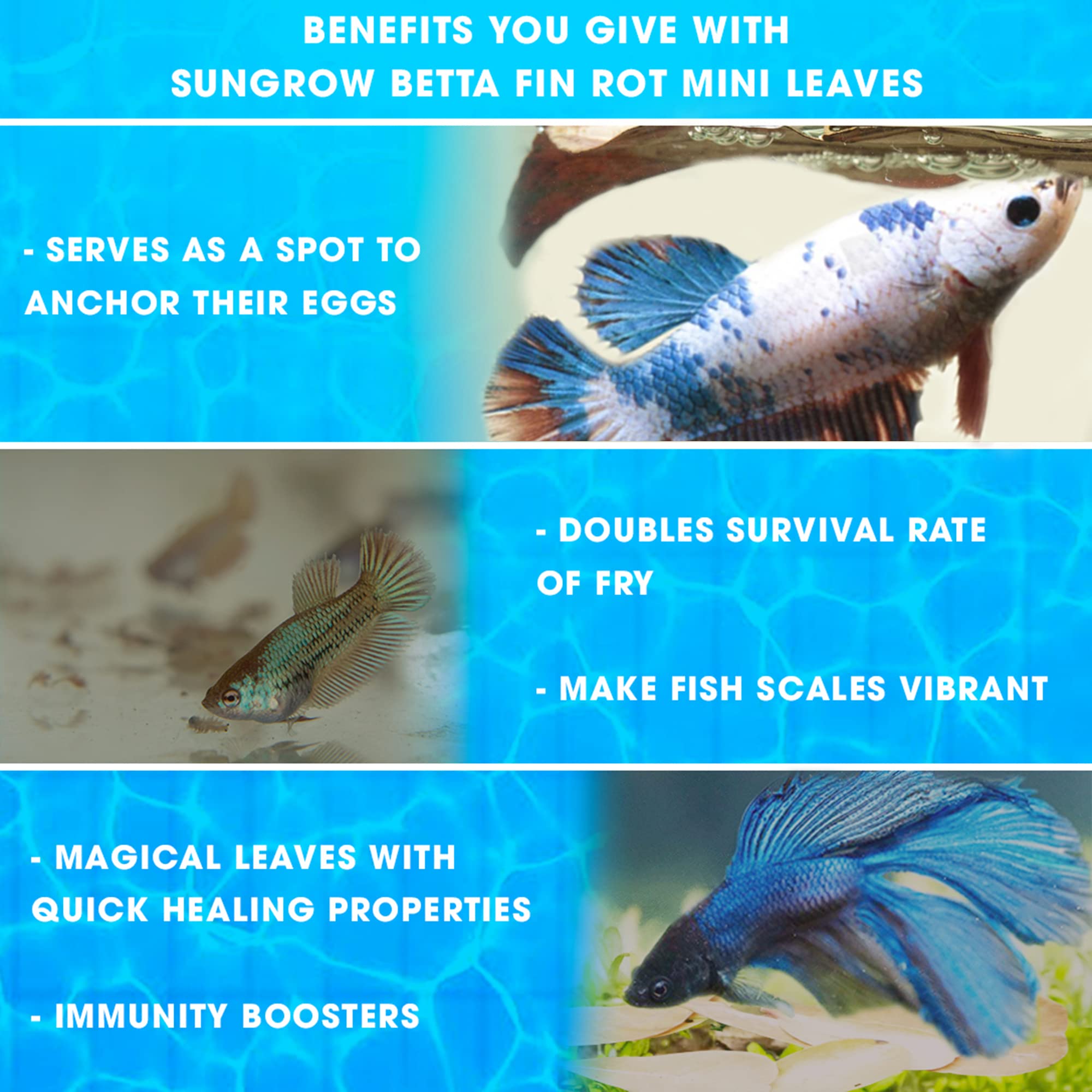 SunGrow Traitement naturel pour Betta sans médicaments grâce Catappa.