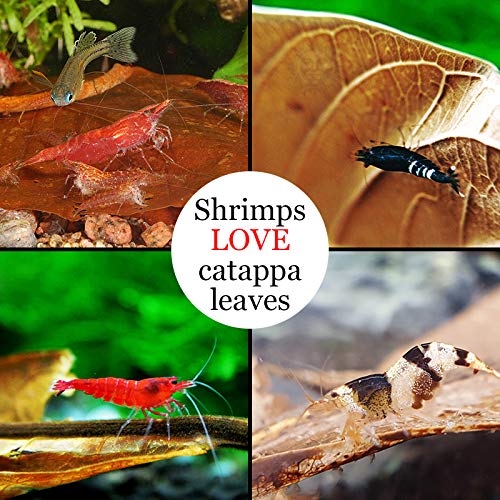 SunGrow soutien à la reproduction des crevettes grâce aux feuilles Catappa dans l’aquarium.