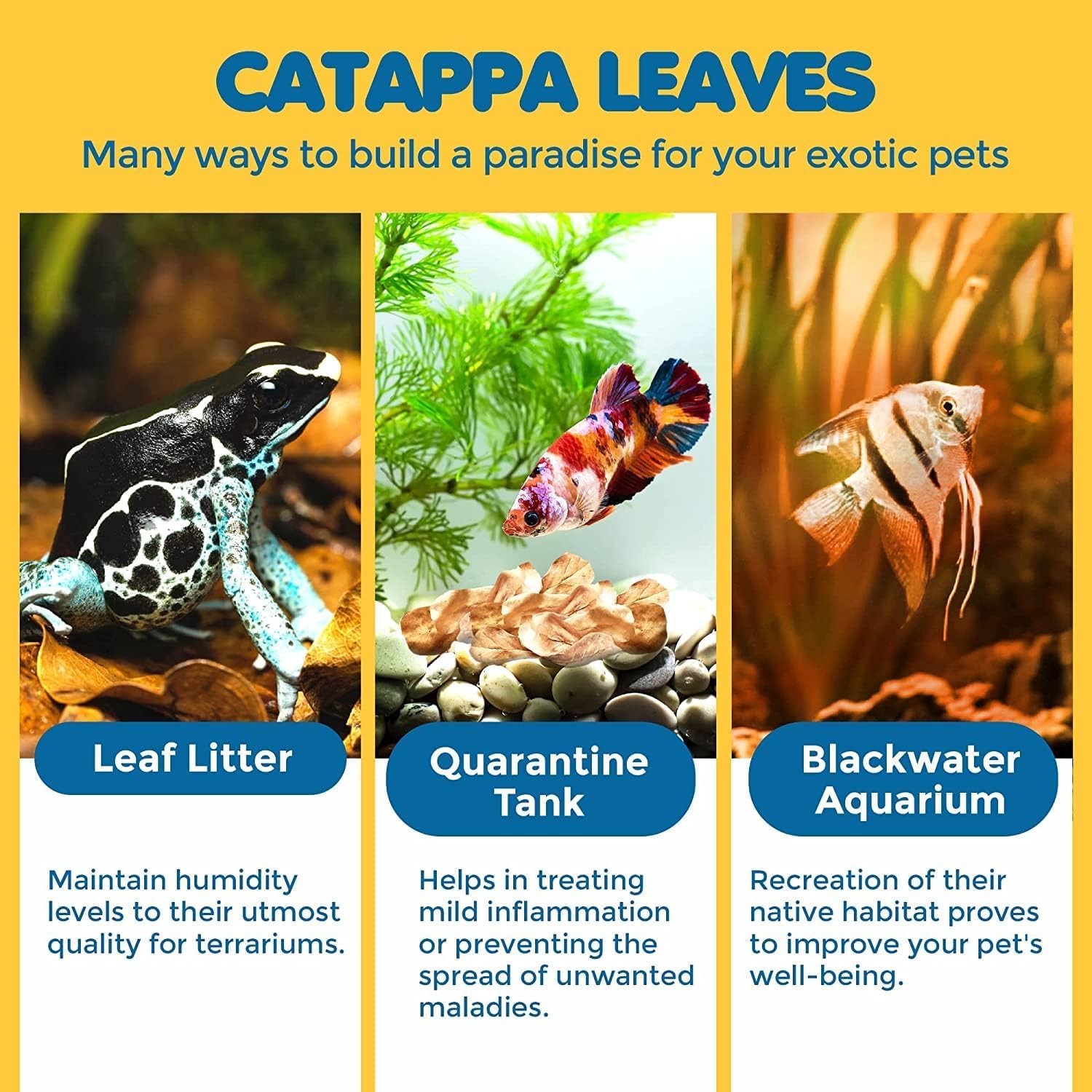 SunGrow feuilles Catappa indiennes – ajoutent une teinte naturelle et propreté visuelle.