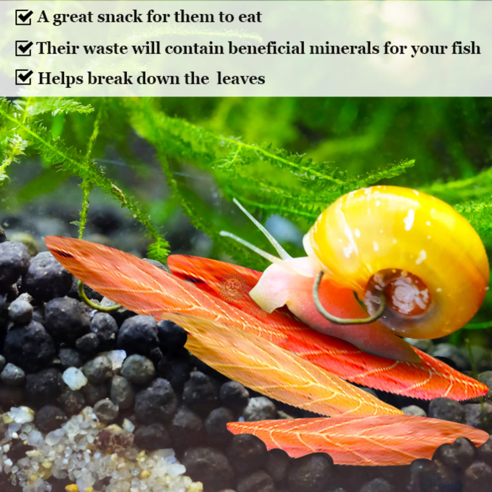 SunGrow tranches mini Catappa pour nano-bacs faciles à doser.
