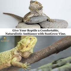 SunGrow Vigne Pliante et Tordue Terarium décor tridimensionnel vivant
