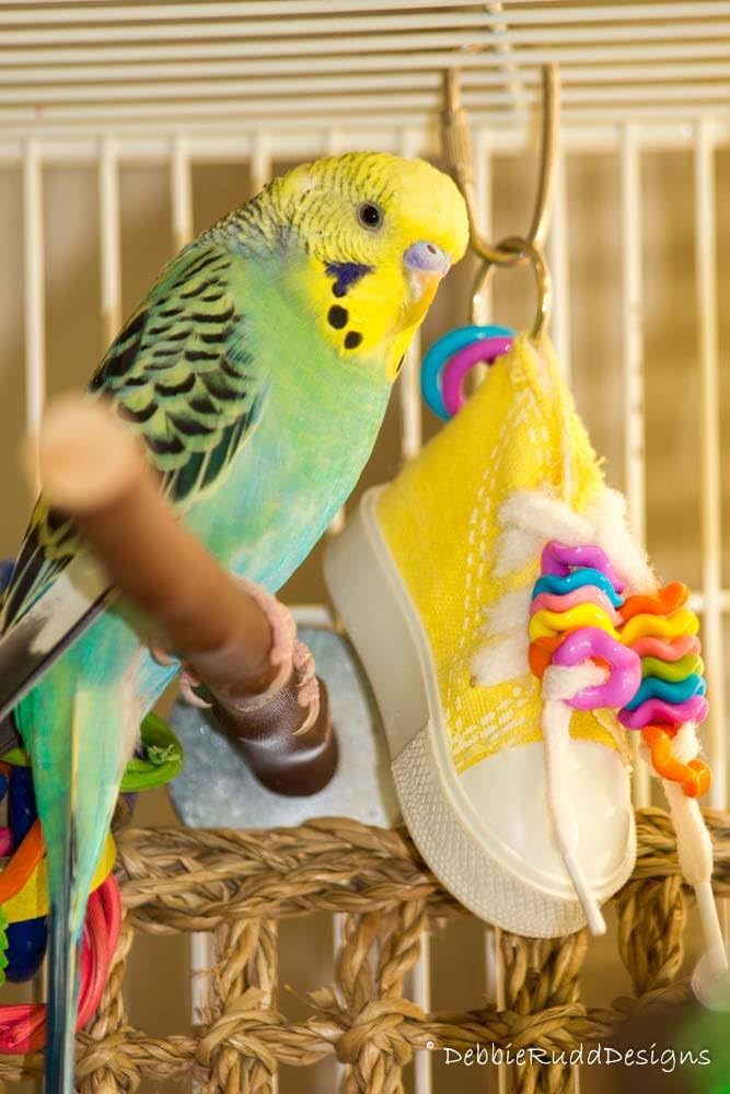 Beaker Sneaker de Super Bird Creations, jouet quotidien pour petits et moyens oiseaux.