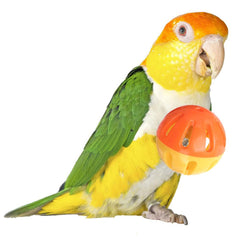 Birdie Balls de Super Bird Creations, jouet patte moyen pour oiseaux, favorise l'agilité des pattes.