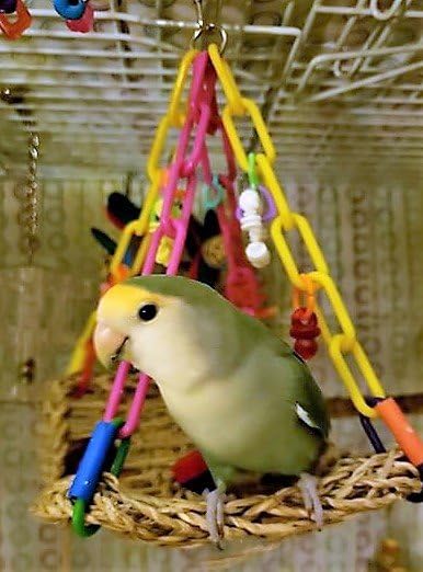 SB747 stimulation quotidienne, enrichissement visuel et tactile pour oiseau