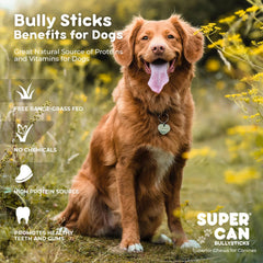Bâtonnets Bully de 6 pouces pour chiens moyens et petits, récompense durable
