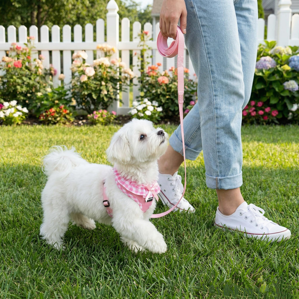 SuperBuddy harnais xs reglable ajustement precise pour petit chien.