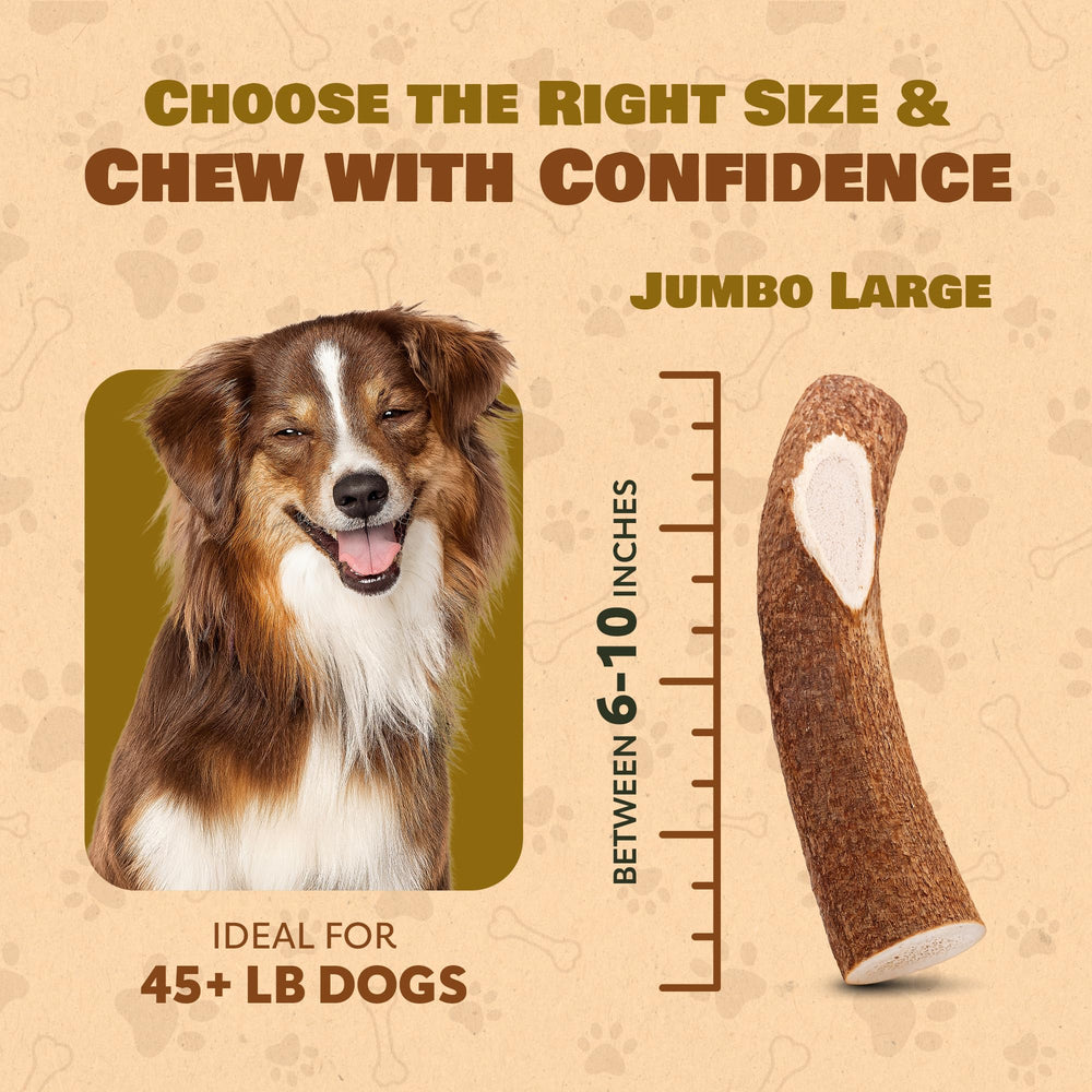 Superior Antler Dog Chews — riche en calcium et minéraux, soutien potentiel à la nutrition canine.