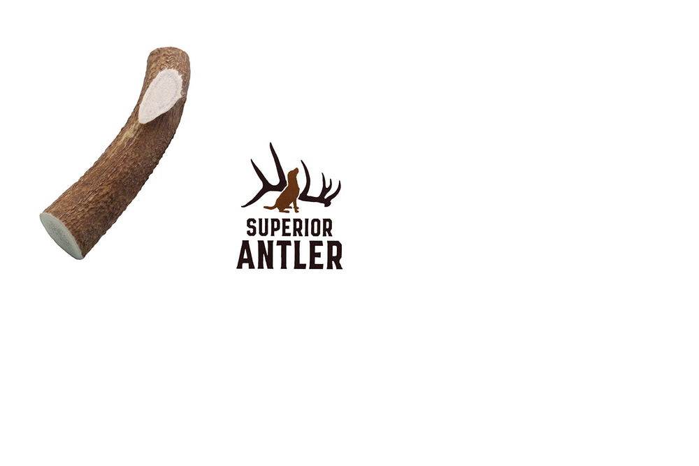 Superior Antler Dog Chews — démonstration de durabilité pour mâcheurs forts.