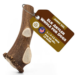 Superior Antler Dog Chews – bois d'élan entier 7–12 pouces, idéal pour grands chiens.