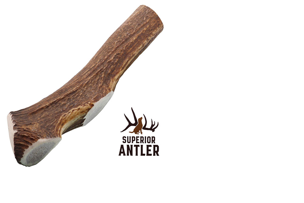 Superior Antler Dog Chews – elk antler entier non fendu, longue durabilité.