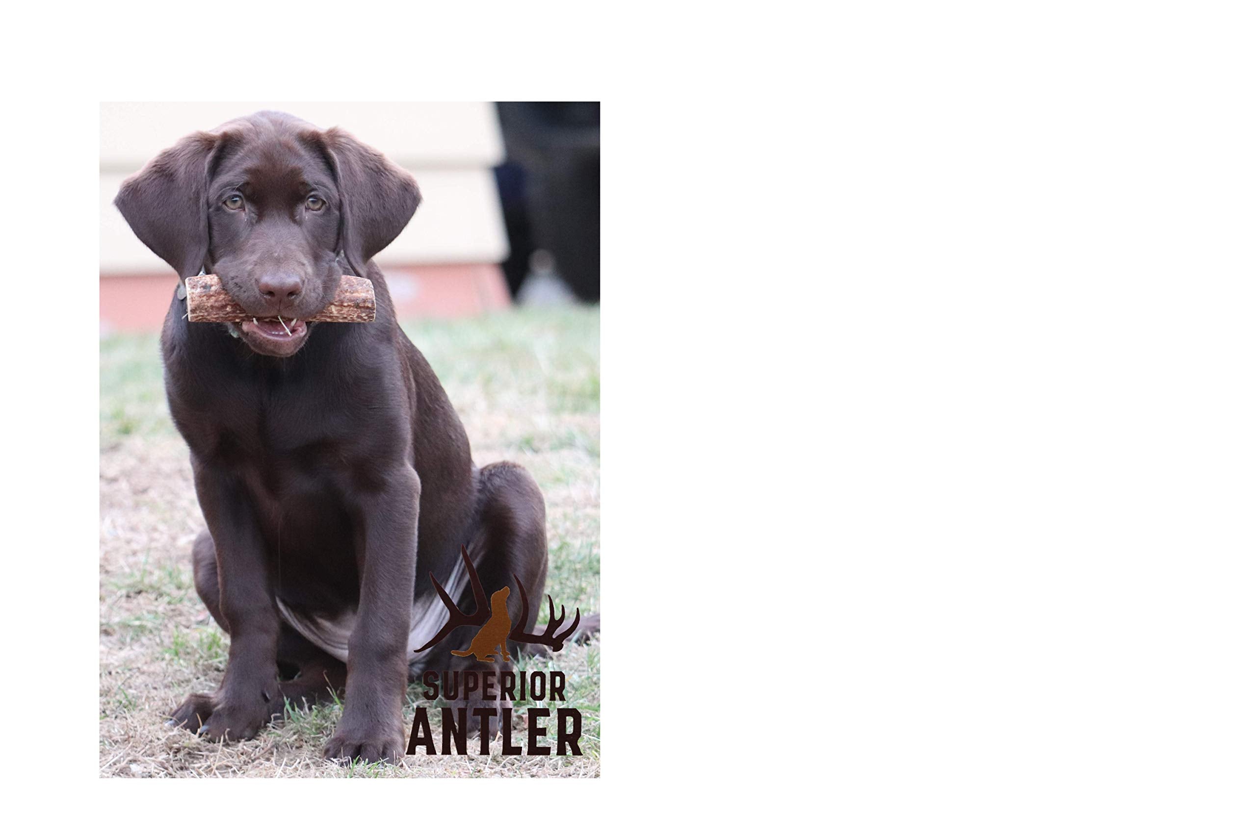 Superior Antler Dog Chews – choix sûr et durable pour la mastication gourmande.