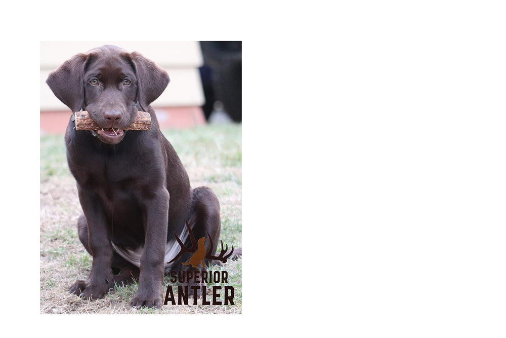 Superior Antler Dog Chews – choix sûr et durable pour la mastication gourmande.