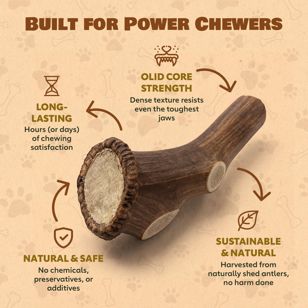 Superior Antler Dog Chews – adapté pour grands chiens et sessions quotidiennes.