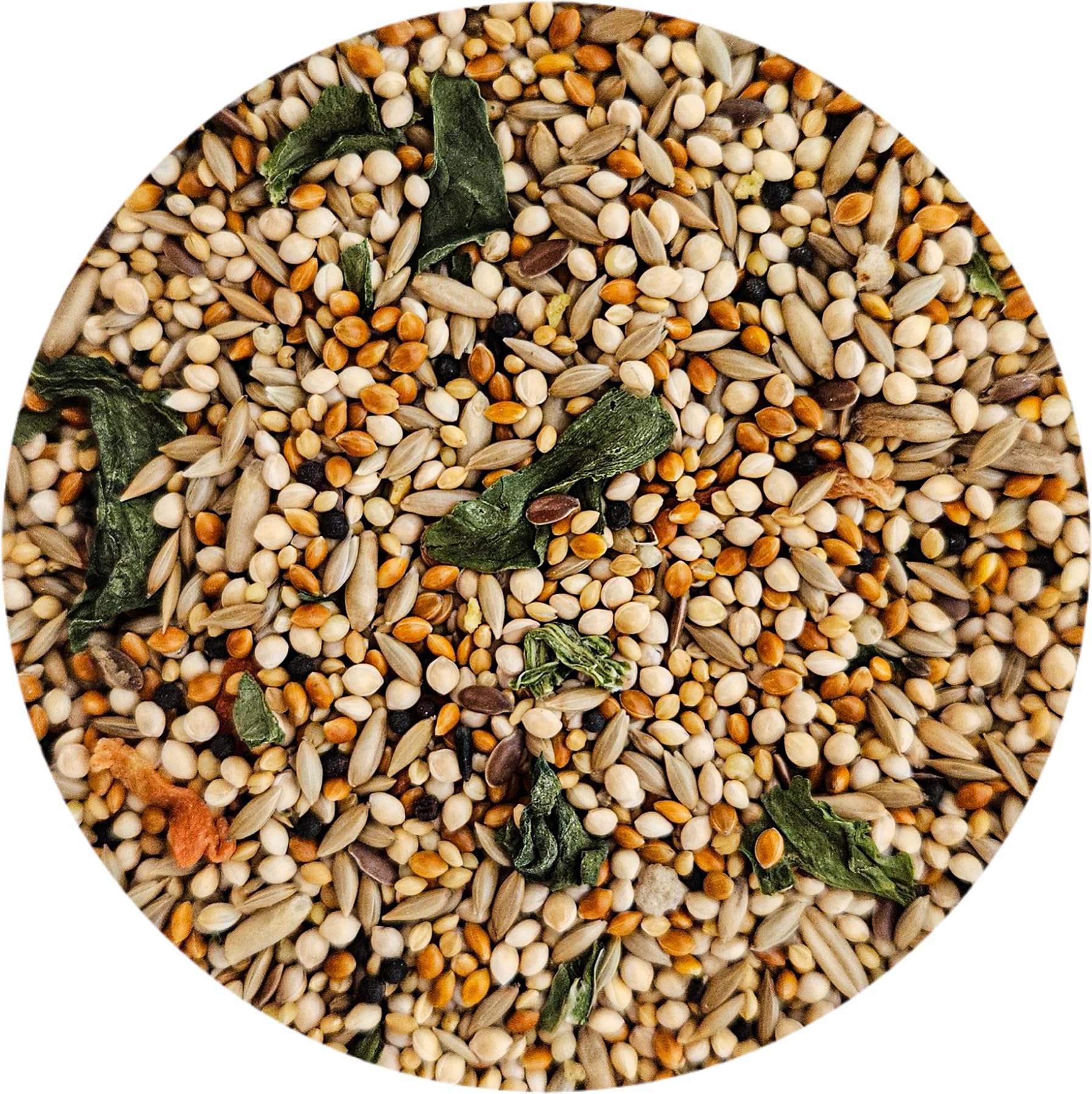 Pinsons dégustent le mélange, plumage plus vibrant grâce au soin nutritionnel.