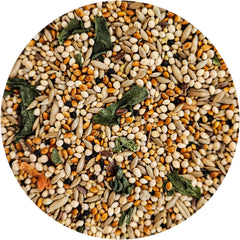 Pinsons dégustent le mélange, plumage plus vibrant grâce au soin nutritionnel.