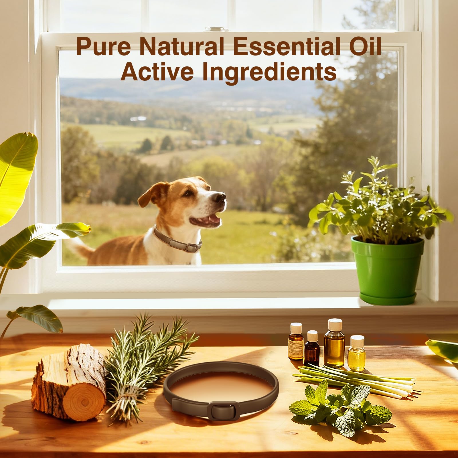 SweetEcho flacon huiles essentielles naturelles montrant les huiles du produit
