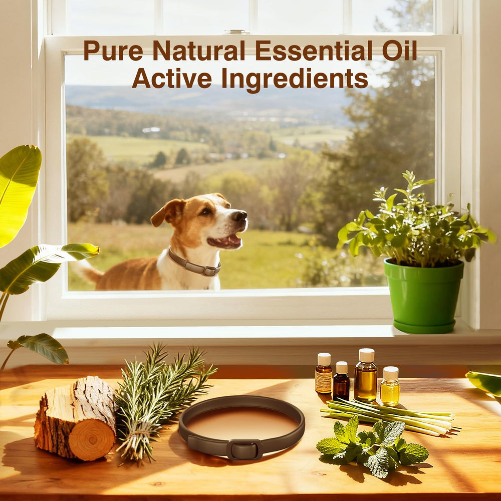 SweetEcho flacon huiles essentielles naturelles montrant les huiles du produit