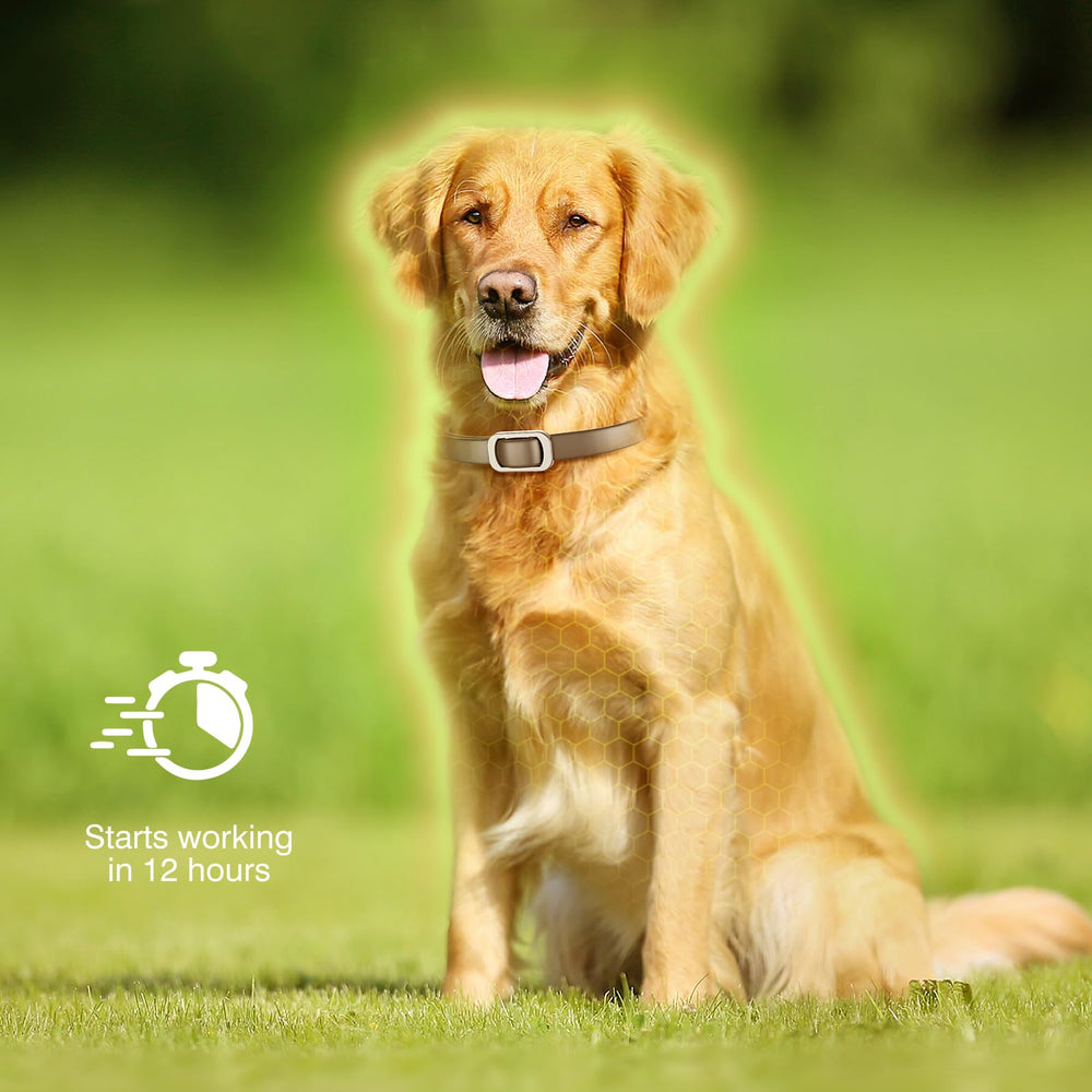 SweetEcho collier chien ajustable avec détail de réglage pour confort