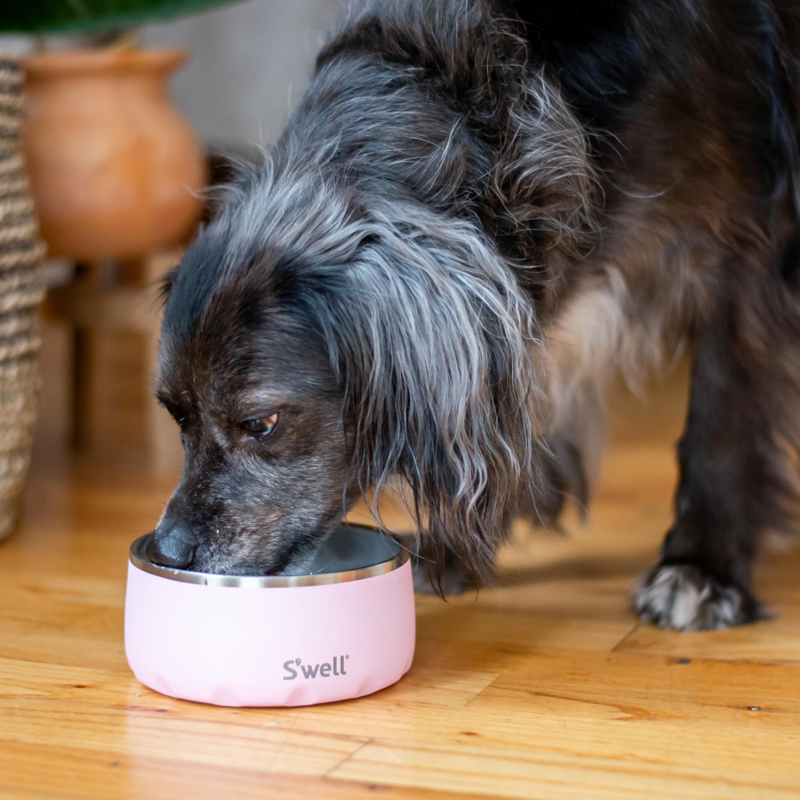 Design élégant et fonctionnel S'well bol chien, prêt pour le quotidien.