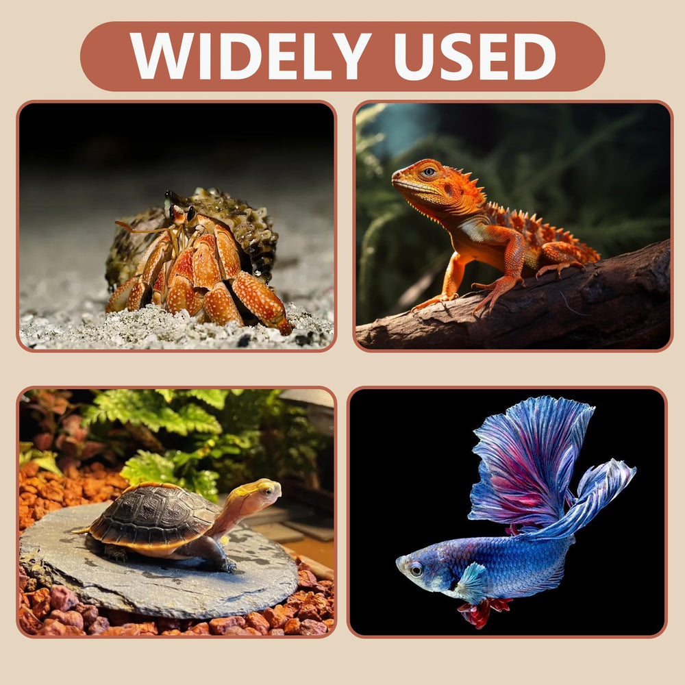 Swirge crabe ermite ensemble habitat couleur marron pour rendu naturel.
