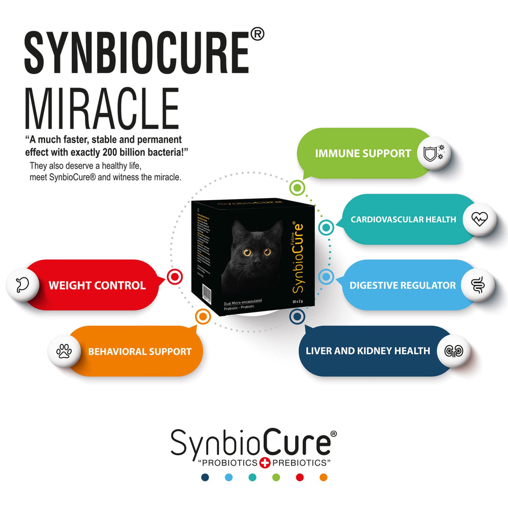 SynbioCure chat: focus sur la santé du système digestif et l immunité