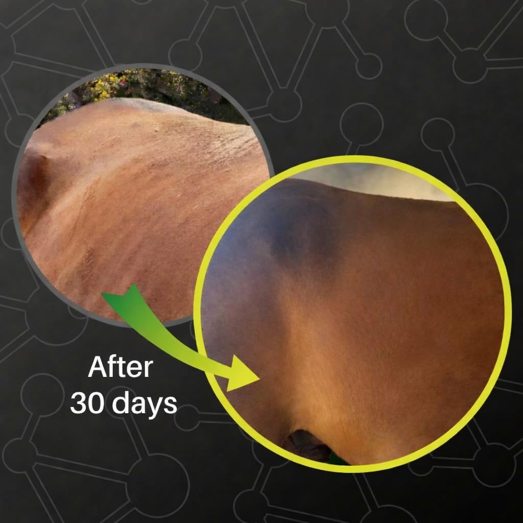 SynNutra GastroMend : utilisation en turnout pour soutenir le bien-être digestif du cheval.