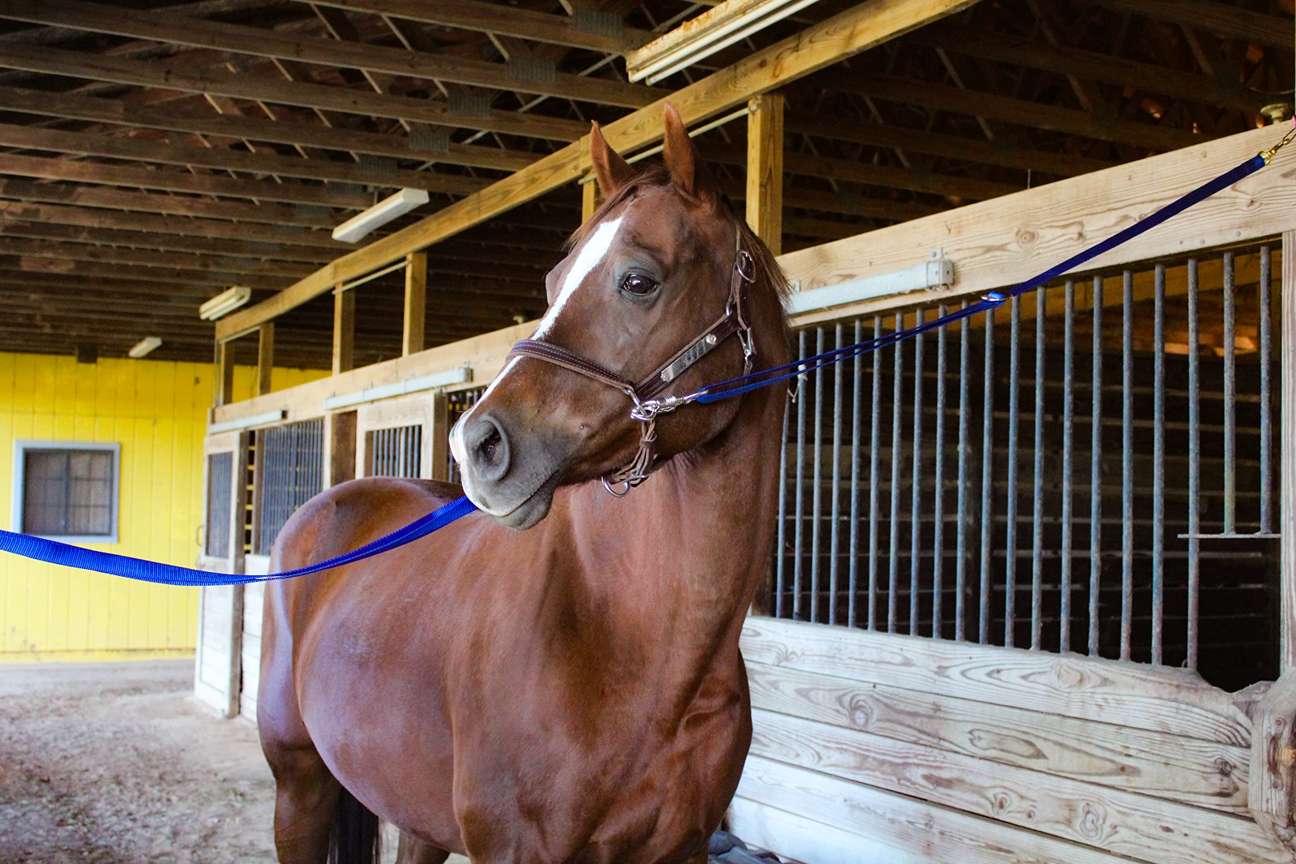 Tack Shack of Ocala – attache croisée en nylon, sécurité accrue lors du bridage.