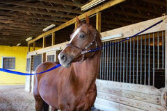 Tack Shack of Ocala – attache croisée en nylon, sécurité accrue lors du bridage.
