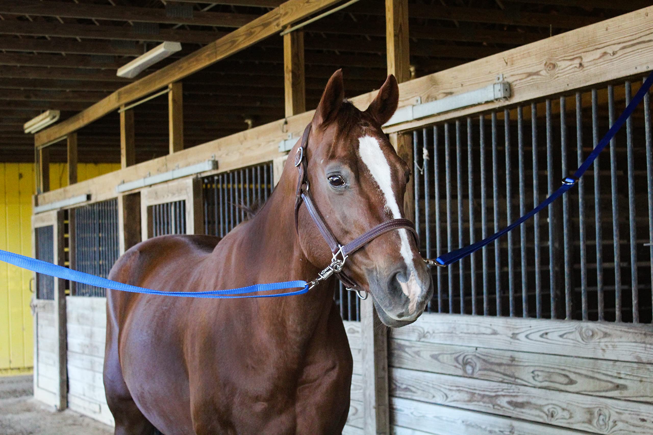 Tack Shack of Ocala – outils pratiques, rapide à installer, pour le stationnement du cheval.