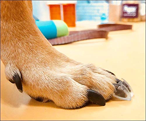 Bandes TAKTIKAL pour pattes de chien offrant une adhérence accrue pendant la promenade.