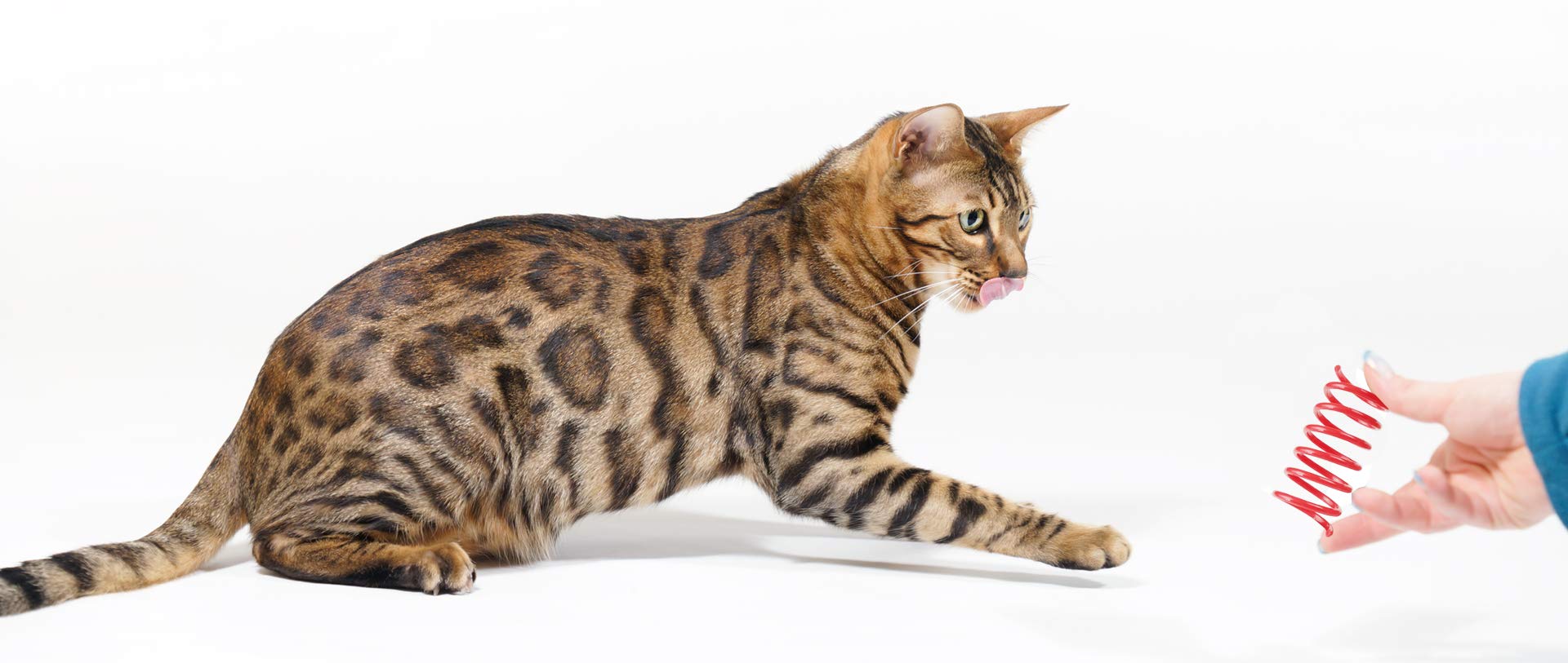 Tamu style torsades en plastique sans BPA, sécurité pour chats.