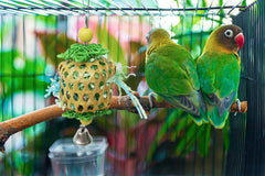 Jouet TANOMA pour conure, enrichissement en cage, diversion naturelle.