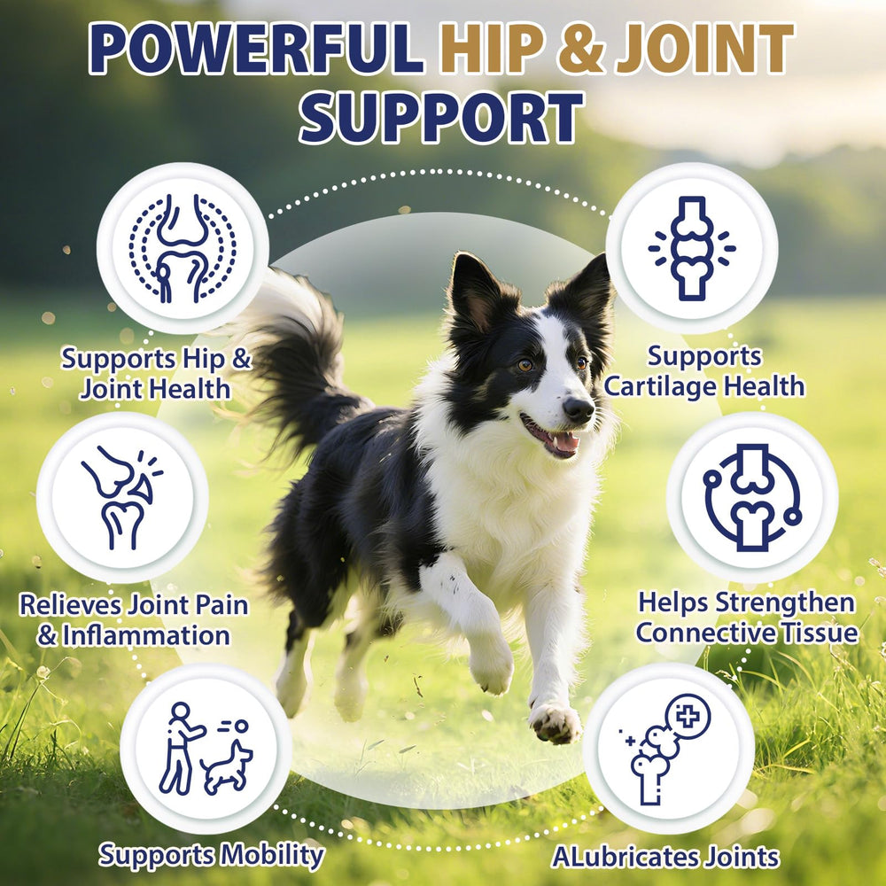 Composition glucosamine, chondroïtine et MSM pour les articulations.