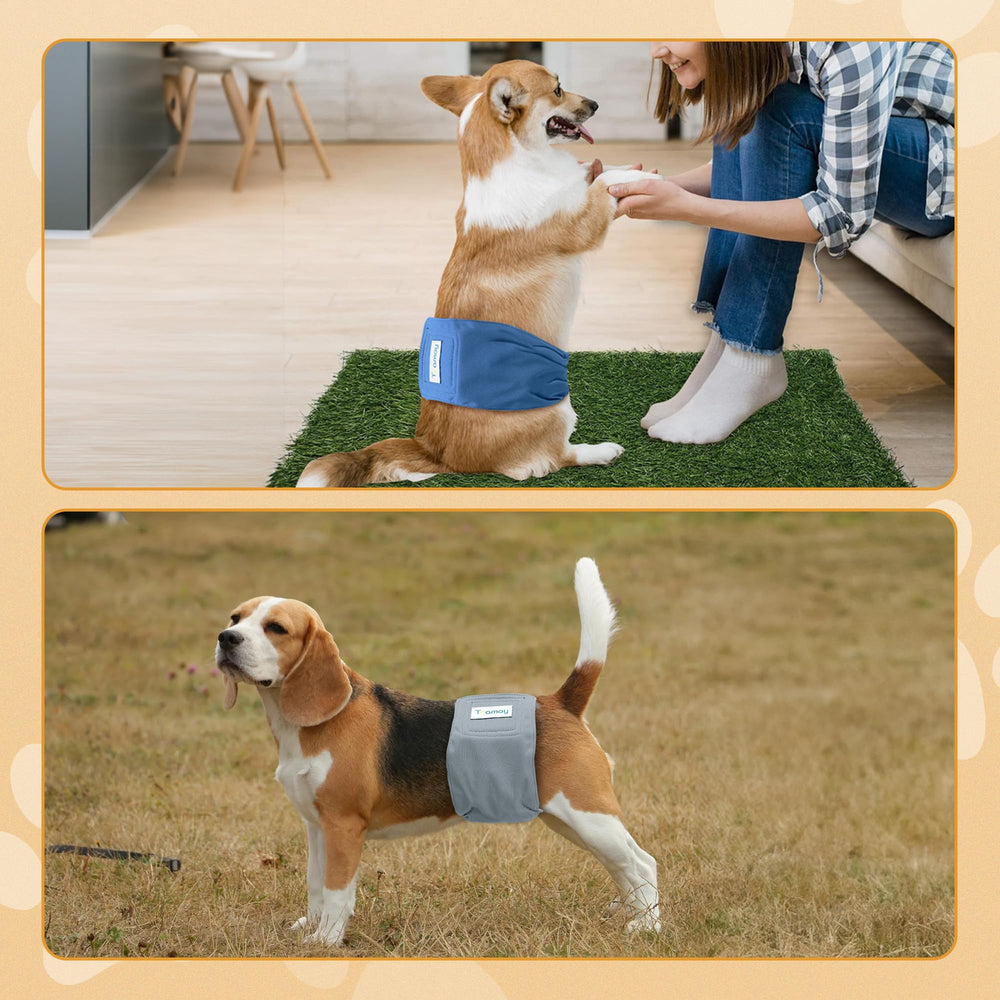 Teamoy guide mesure chien assure le bon choix taille